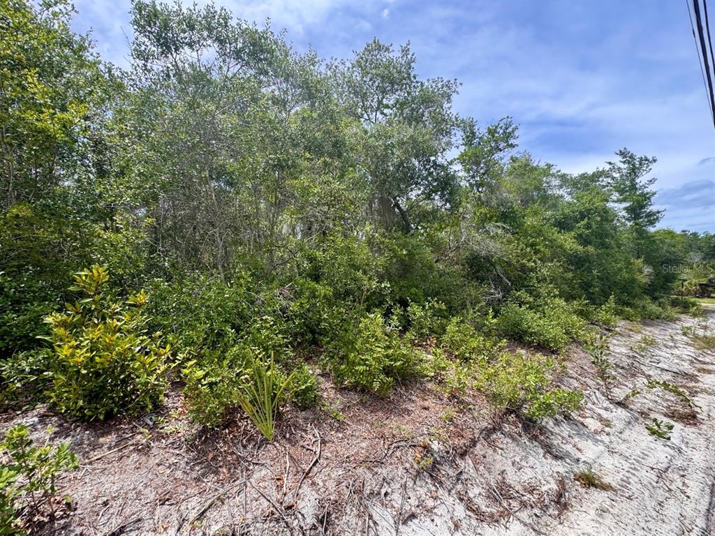 A view of a wooded lot with sandy ground and dense green vegetation — NE 306TH TERRACE, SALT SPRINGS, FL