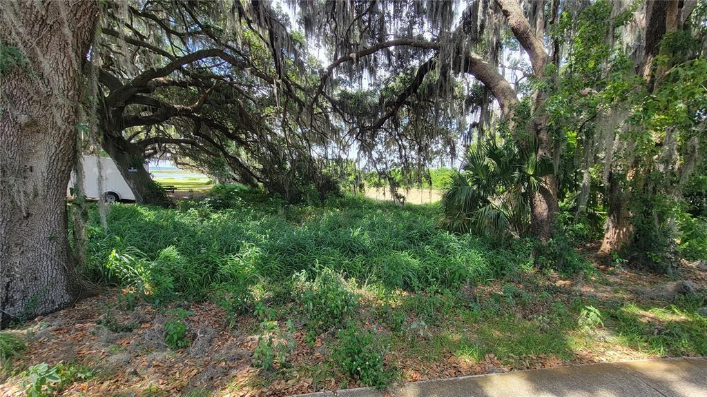A wooded lot with large oak trees draped in Spanish moss and tall green grass — NEPTUNE ROAD, KISSIMMEE, FL