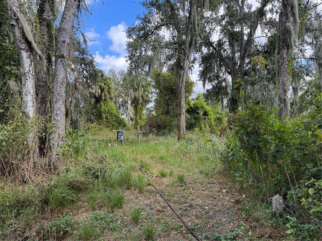 A wooded lot with tall trees, Spanish moss, and overgrown vegetation under a blue sky — 3721 PORTER ROAD, LITHIA, FL