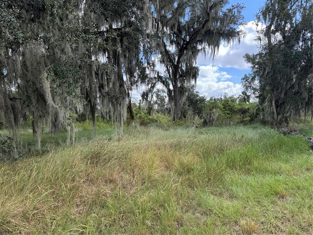 A grassy, undeveloped lot features several large trees draped with Spanish moss — 3721 PORTER ROAD, LITHIA, FL