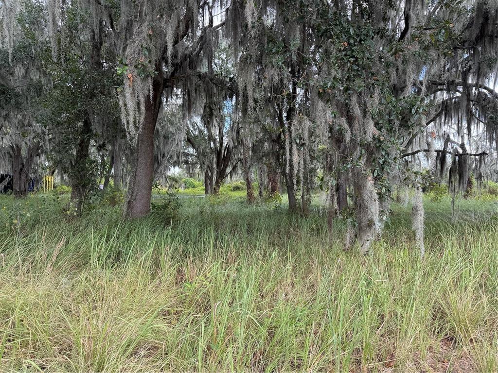 A grassy field with tall weeds leads to a cluster of trees draped in Spanish moss — 3721 PORTER ROAD, LITHIA, FL