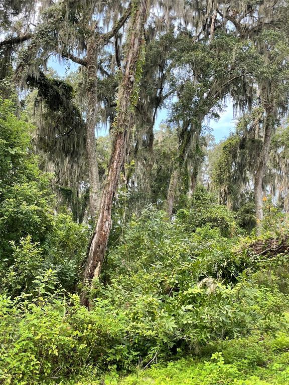 A dense wooded area features tall trees draped with Spanish moss and lush green undergrowth — Parcel B NW 160TH AVENUE, MORRISTON, FL