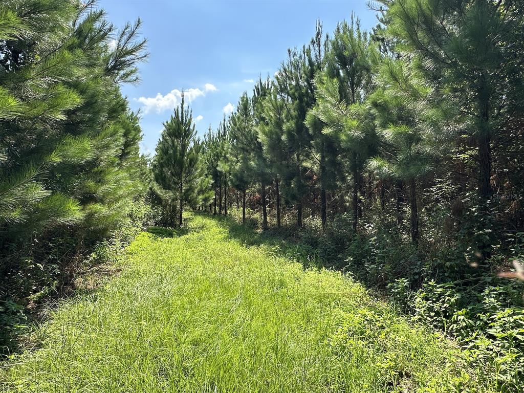 A grassy path runs between rows of pine trees under a bright blue sky — Parcel B NW 160TH AVENUE, MORRISTON, FL