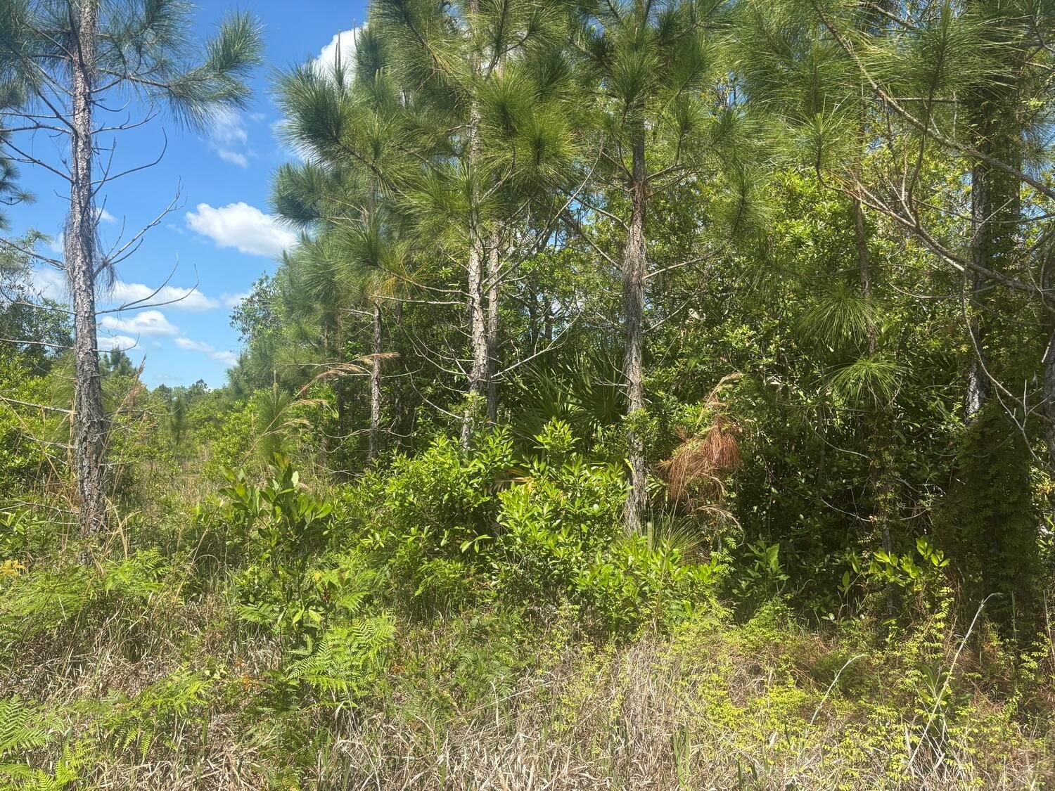A view of a wooded lot featuring tall pine trees and dense underbrush — 0 Holopaw Groves Road, FL 34772, FL