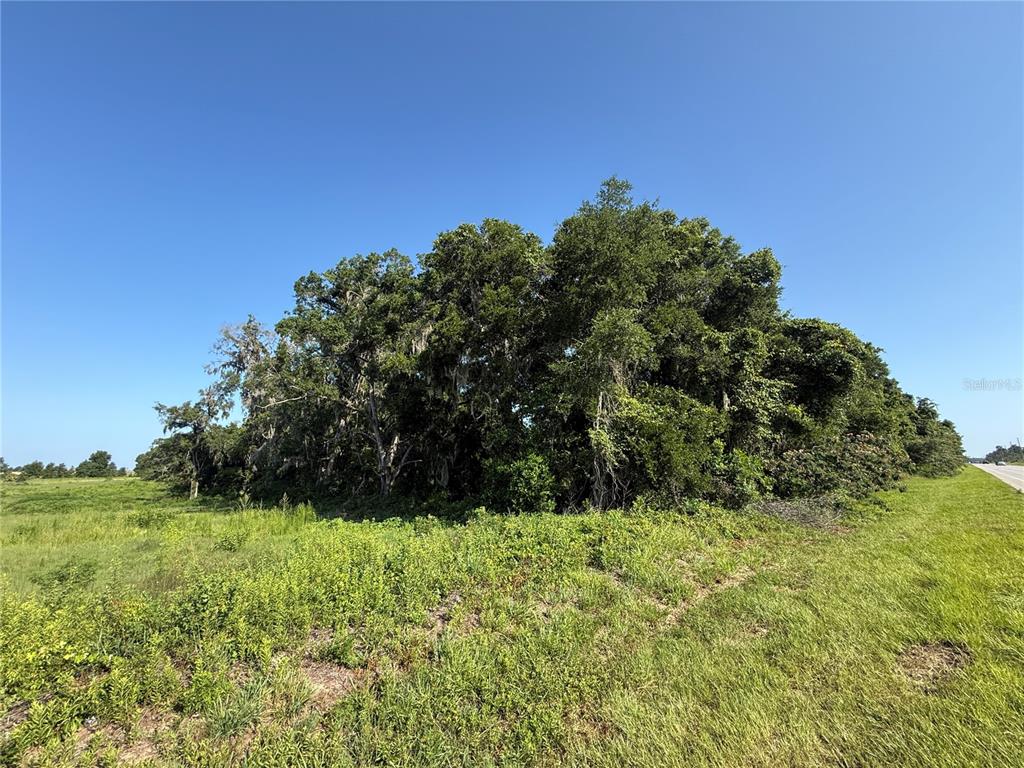 A dense cluster of trees stands in a grassy field next to a paved road — XX SW 80TH AVENUE, OCALA, FL