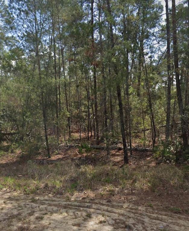 A view of a wooded lot with tall pine trees and sandy ground in the foreground — 13 SCABIOSA COURT, HOMOSASSA, FL