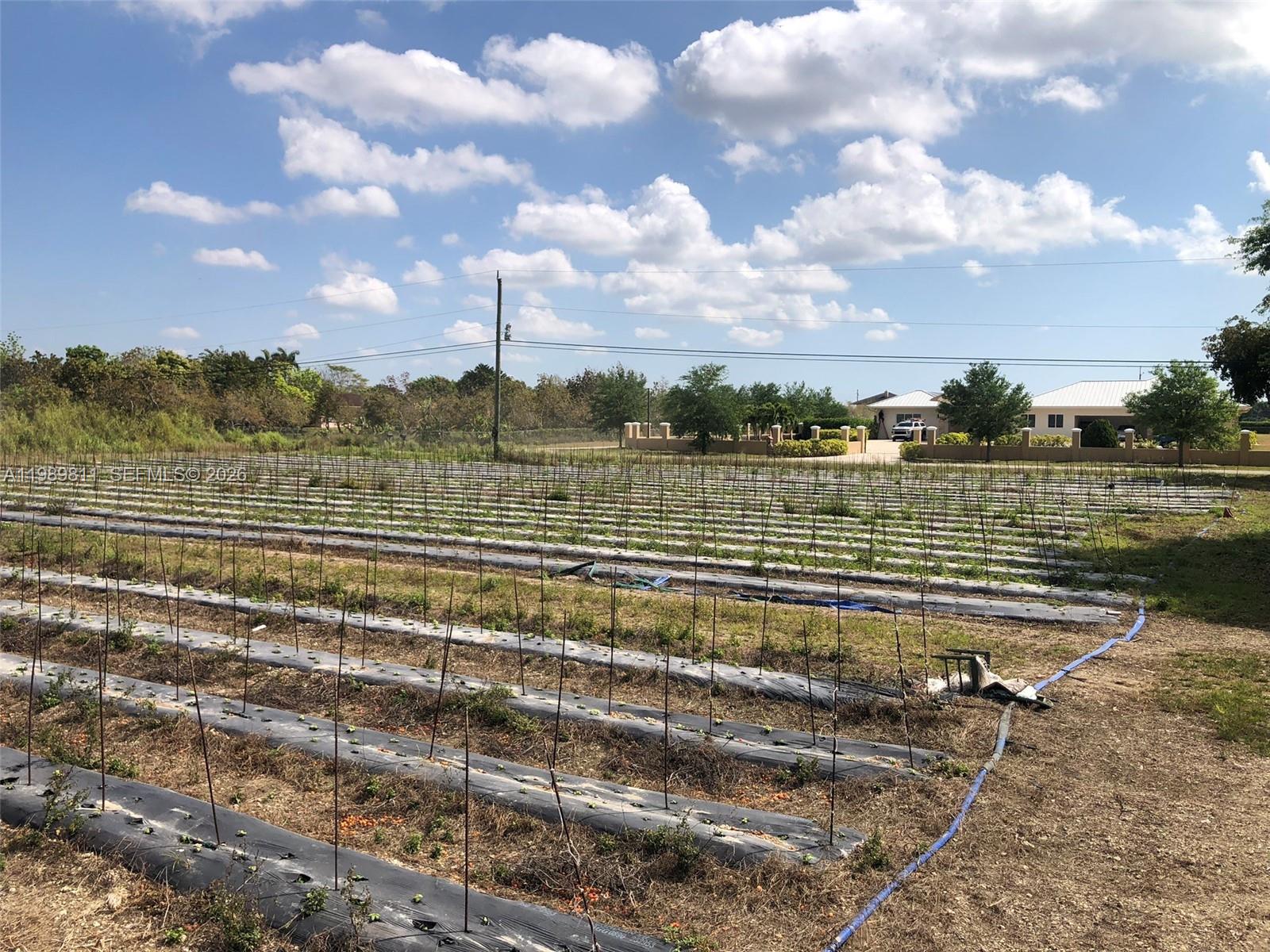 An agricultural field features rows of plastic-covered planting beds with vertical stakes under a blue sky — 19550 SW 207 Ave, Miami FL 33187, MIAMI, FL