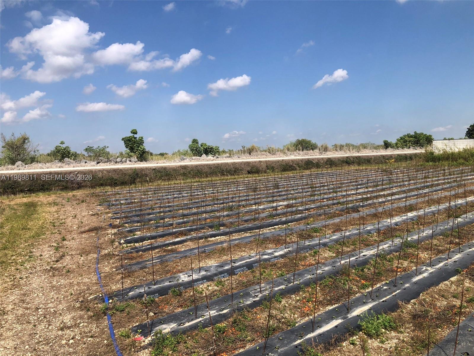 A field of young plants grows in rows covered by black plastic mulch — 19550 SW 207 Ave, Miami FL 33187, MIAMI, FL