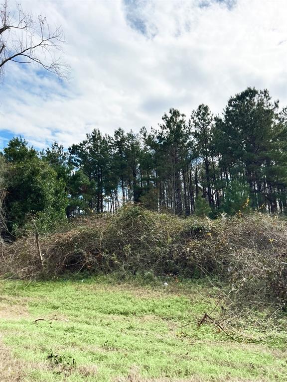 A grassy field leads to a dense thicket of brush in front of a pine forest — 00 SW CR 249, JASPER, FL
