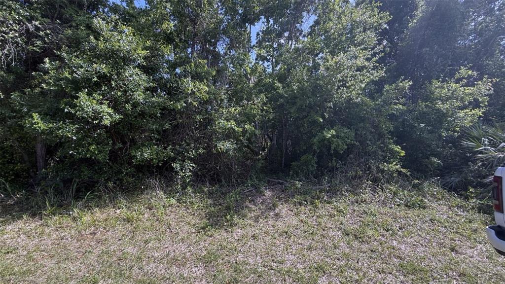A view of a densely wooded, undeveloped lot with a grassy foreground — 0 WASHINGTON STREET, NEW SMYRNA BEACH, FL