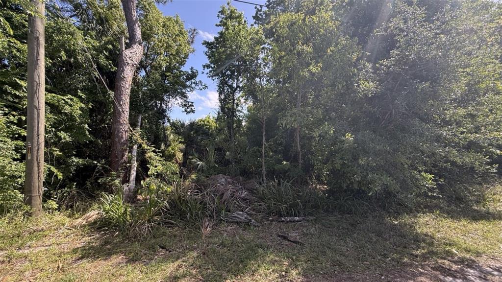 A dense, wooded lot features a utility pole and overgrown vegetation under a sunny sky — 0 WASHINGTON STREET, NEW SMYRNA BEACH, FL