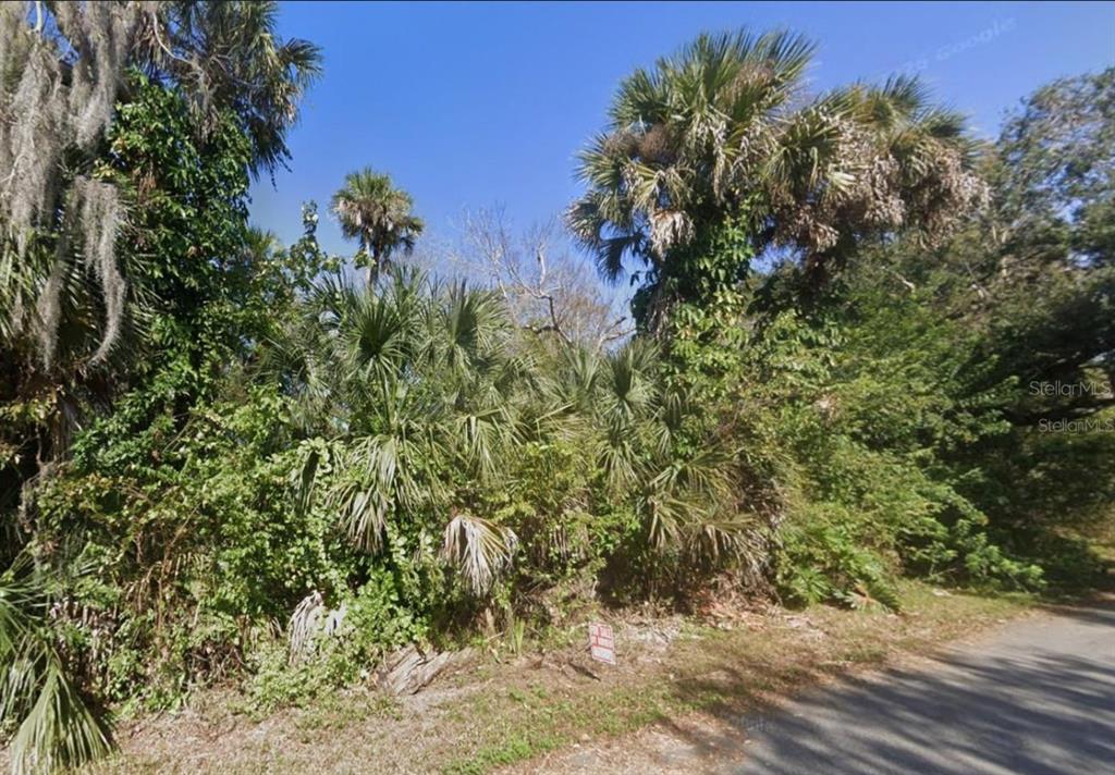 A dense, overgrown wooded lot with palm trees and vegetation sits beside a paved road — POINCIANA ROAD, EDGEWATER, FL