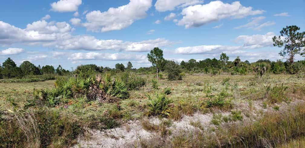 A flat, grassy lot in Florida features scattered saw palmettos and pine trees under blue skies — 16963 NW 292nd Street, Okeechobee FL 34972, OKEECHOBEE, FL