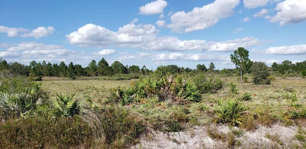 A flat, grassy field features scattered saw palmetto bushes and a distant line of trees — 16963 NW 292nd Street, Okeechobee FL 34972, OKEECHOBEE, FL