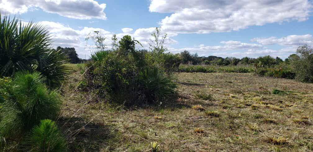 A grassy, partially cleared lot features scattered shrubs, small palm trees, and pine saplings — 16963 NW 292nd Street, Okeechobee FL 34972, OKEECHOBEE, FL