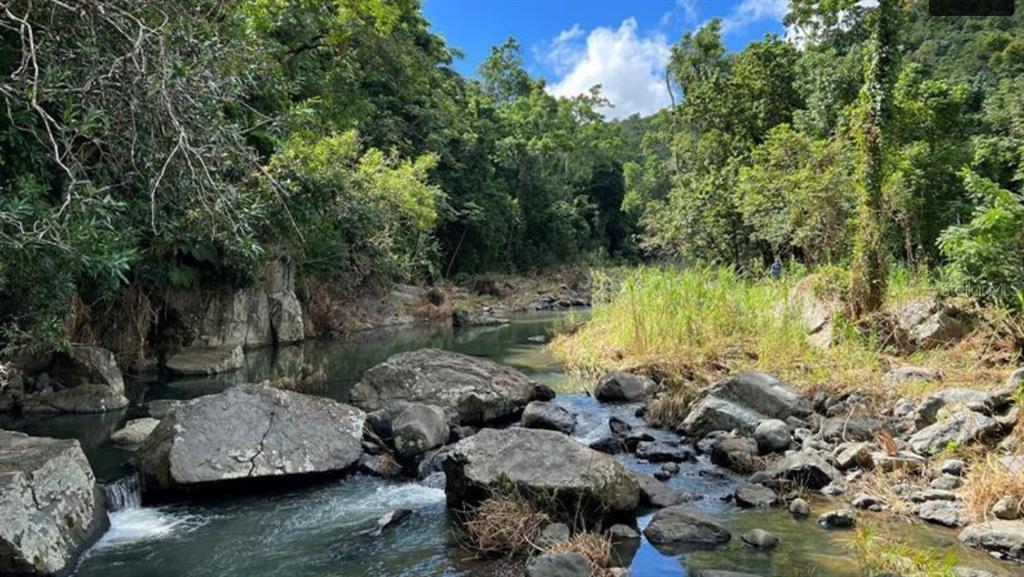 A rocky stream flows through a lush, green tropical forest under a blue sky — LAS LOMAS, CANOVANAS, PR