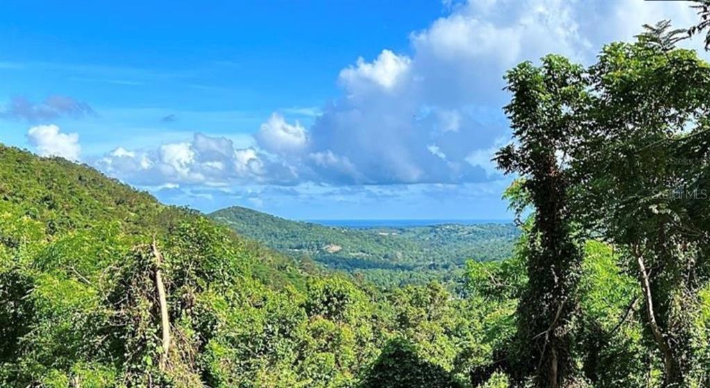 A view of a lush, green hillside overlooking the ocean under a blue sky — LAS LOMAS, CANOVANAS, PR