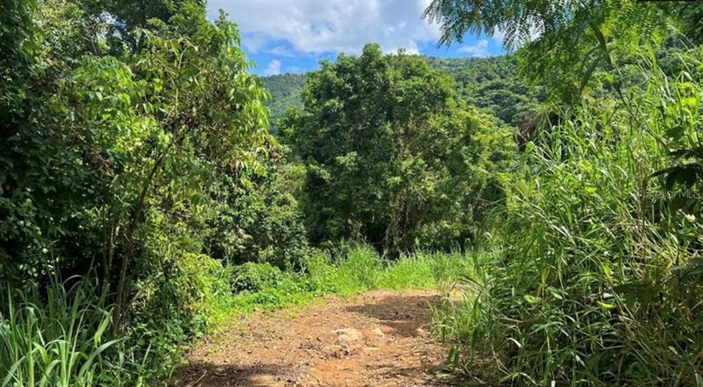 A dirt path leads into a dense, green forest with a mountain in the background — LAS LOMAS, CANOVANAS, PR