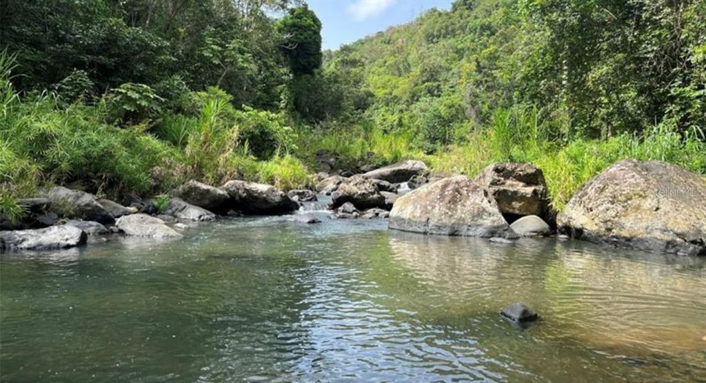 A rocky stream flows through a lush, green tropical forest landscape — LAS LOMAS, CANOVANAS, PR