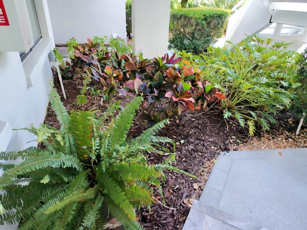 A garden bed with a fern and croton plants sits beside a white building exterior — 3549 INDIGO POND DRIVE UNIT 2, PALM HARBOR, FL