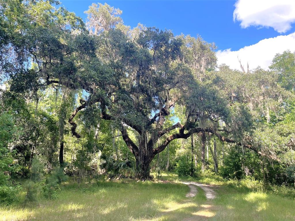 A large, mature oak tree with Spanish moss stands in a grassy field near woods — 11804 SE COUNTY ROAD 234, MICANOPY, FL