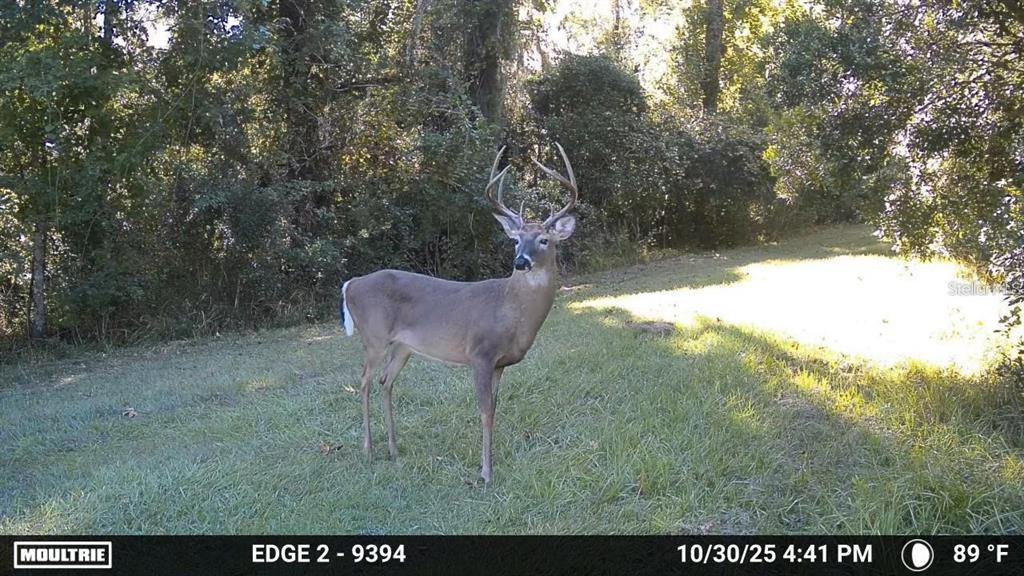 A white-tailed buck with antlers stands in a grassy clearing bordered by trees — 11804 SE COUNTY ROAD 234, MICANOPY, FL
