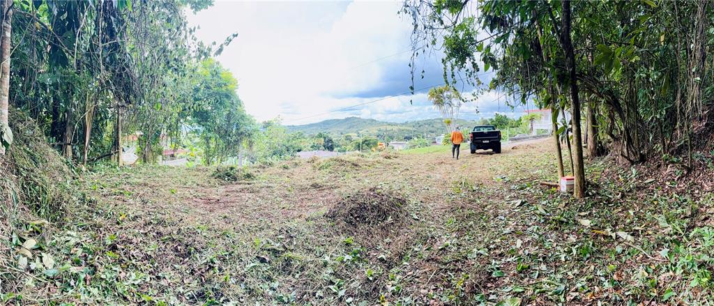 A cleared, sloped lot with trees on both sides and a truck parked in the distance — CALLE PINEROS, CAYEY, PR