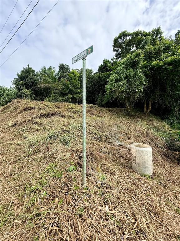 A street sign for Calle San Pedrito stands on a grassy, overgrown hillside — CALLE PINEROS, CAYEY, PR
