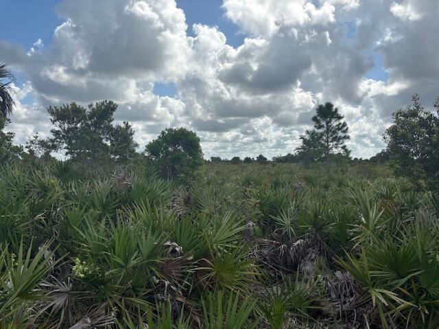 A landscape view of a Florida scrub habitat filled with saw palmetto and scattered trees — 0 NW 316th Street, Okeechobee FL 34972, OKEECHOBEE, FL