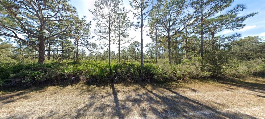 A wooded lot with pine trees and low-lying vegetation under a bright, sunny sky — 919 LAGUNA DRIVE, INDIAN LAKE ESTATES, FL