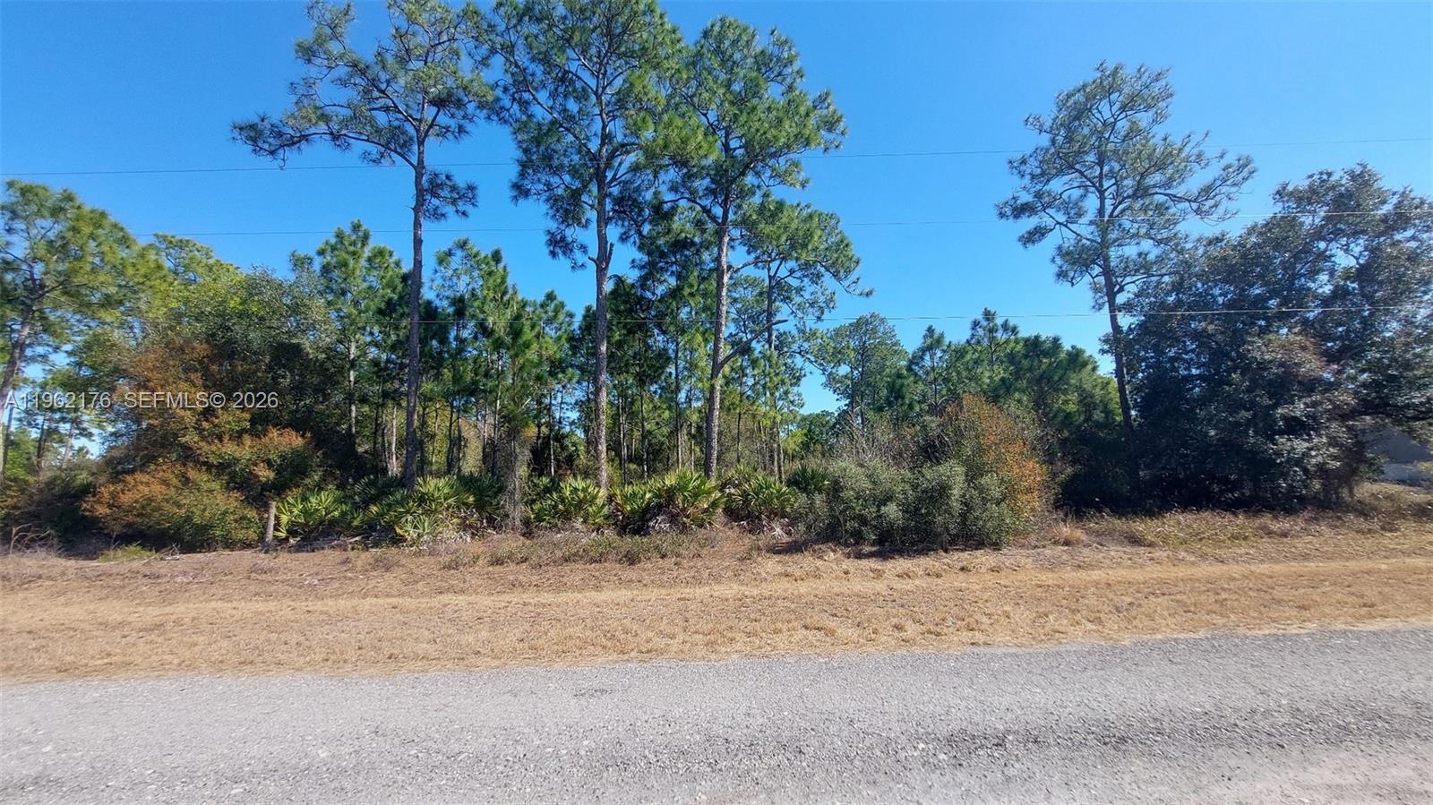 A gravel road runs in front of a wooded lot with pine trees and palmettos — 665 S Palm St, Clewiston FL 33440, CLEWISTON, FL