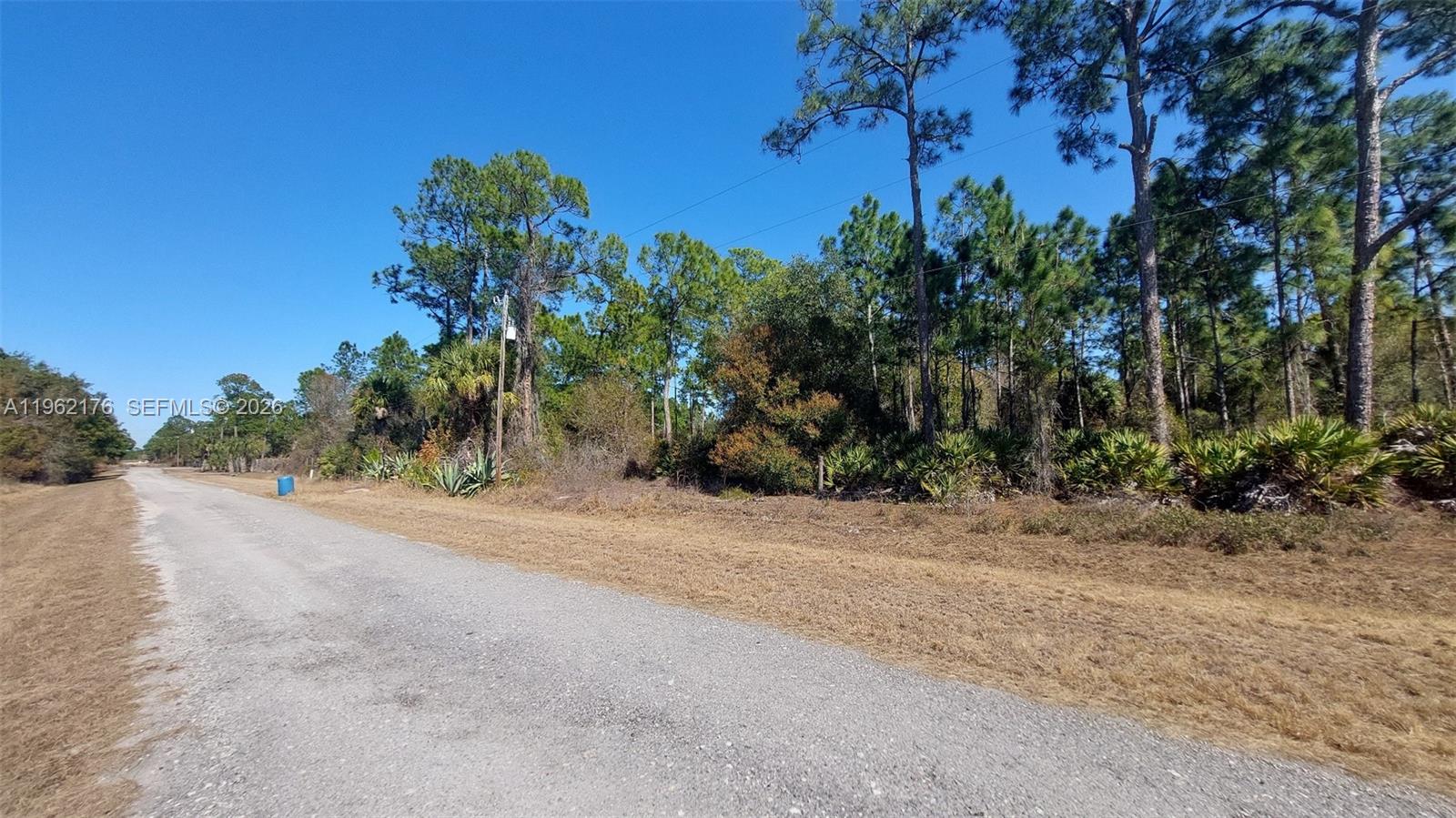 A gravel road runs alongside a wooded lot with pine trees and low-lying vegetation — 665 S Palm St, Clewiston FL 33440, CLEWISTON, FL