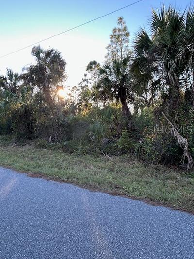 A paved road runs alongside a wooded lot with palm trees and dense vegetation — 111 BAMBOO DRIVE, PORT CHARLOTTE, FL