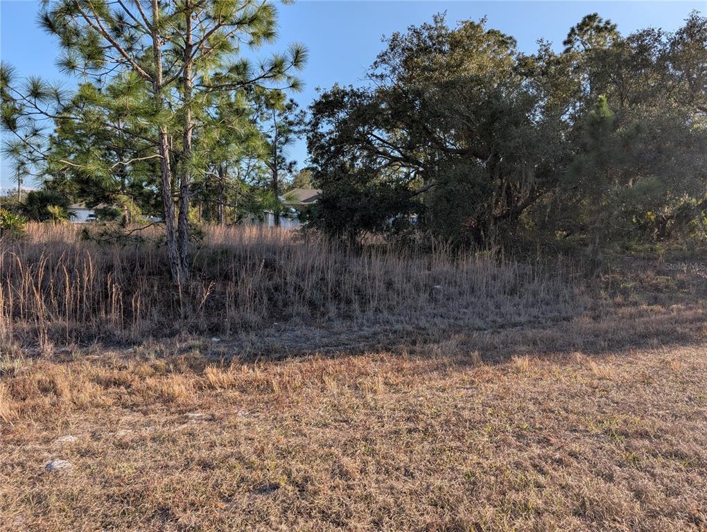 A vacant, grassy lot features tall dry weeds, scattered pine trees, and dense foliage — Lots 33 & 34 SAN MATEO DRIVE, NORTH PORT, FL