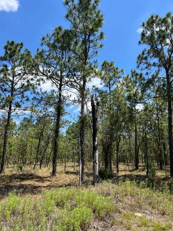 A view of a wooded lot featuring tall pine trees and a charred tree trunk — NW AMBERJACK, LOT #33, DUNNELLON, FL