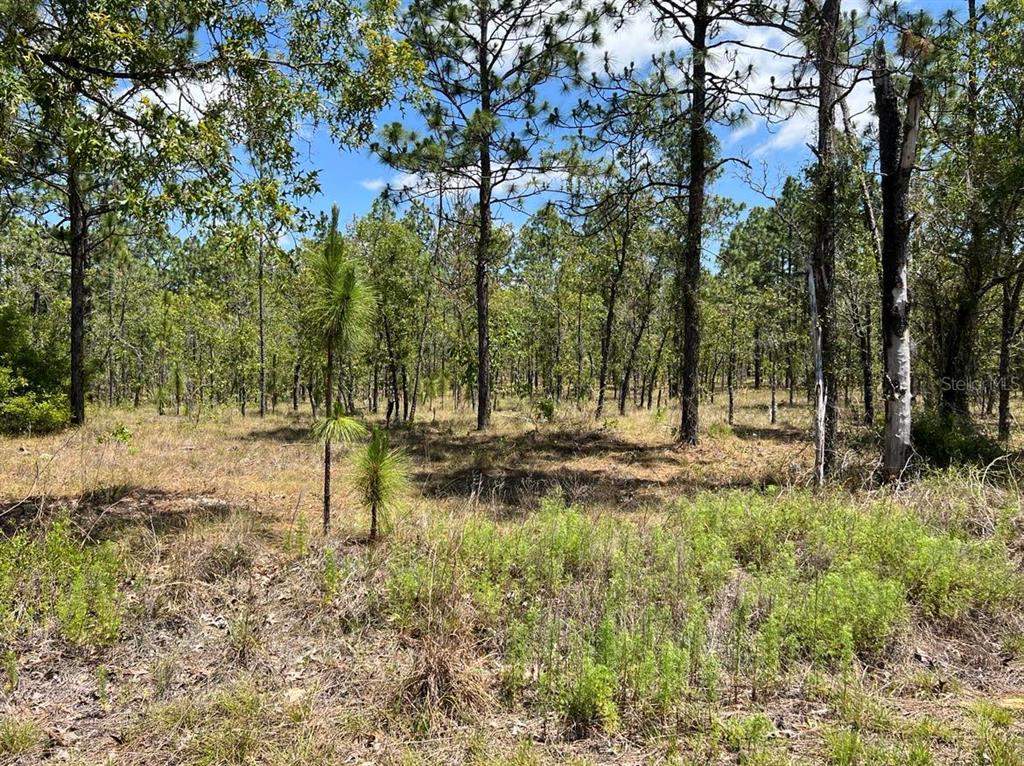 A wooded lot features scattered pine trees and low-lying brush under a blue sky — NW AMBERJACK, LOT #33, DUNNELLON, FL