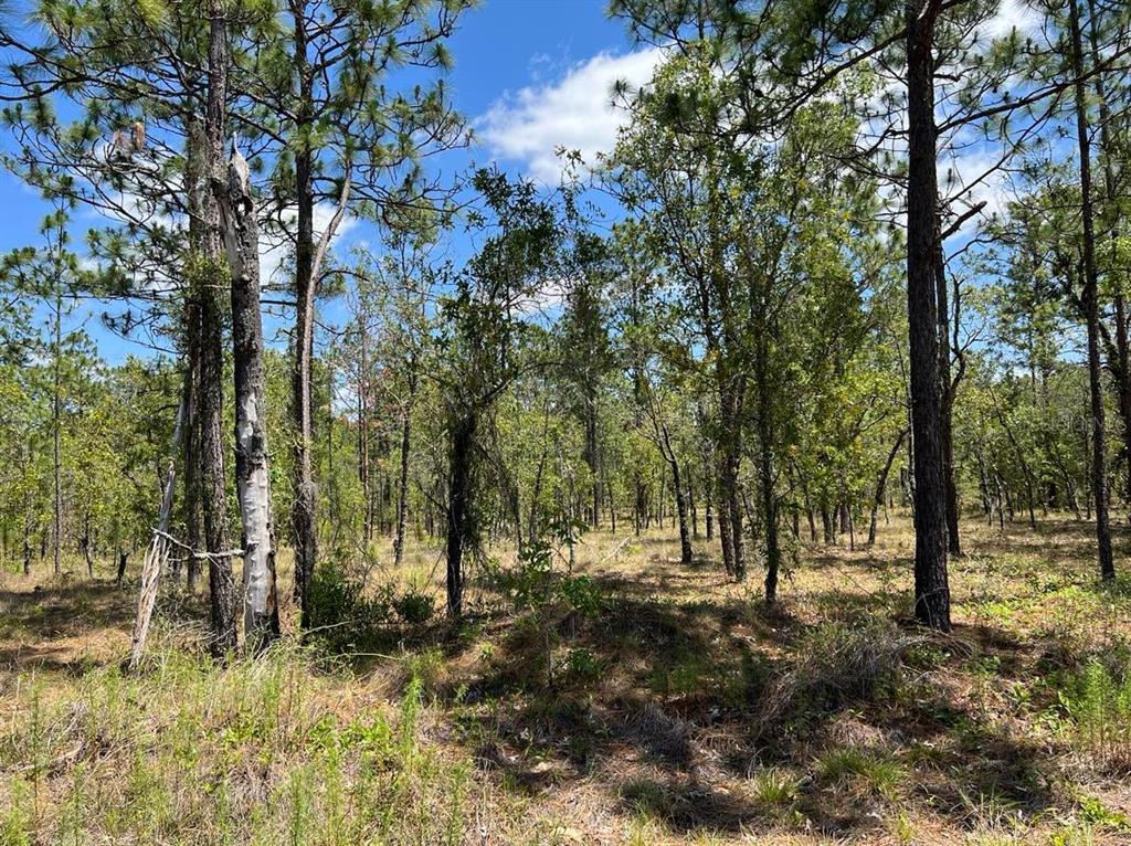 A wooded lot with tall pine trees and sparse ground vegetation under a blue sky — NW AMBERJACK, LOT #33, DUNNELLON, FL