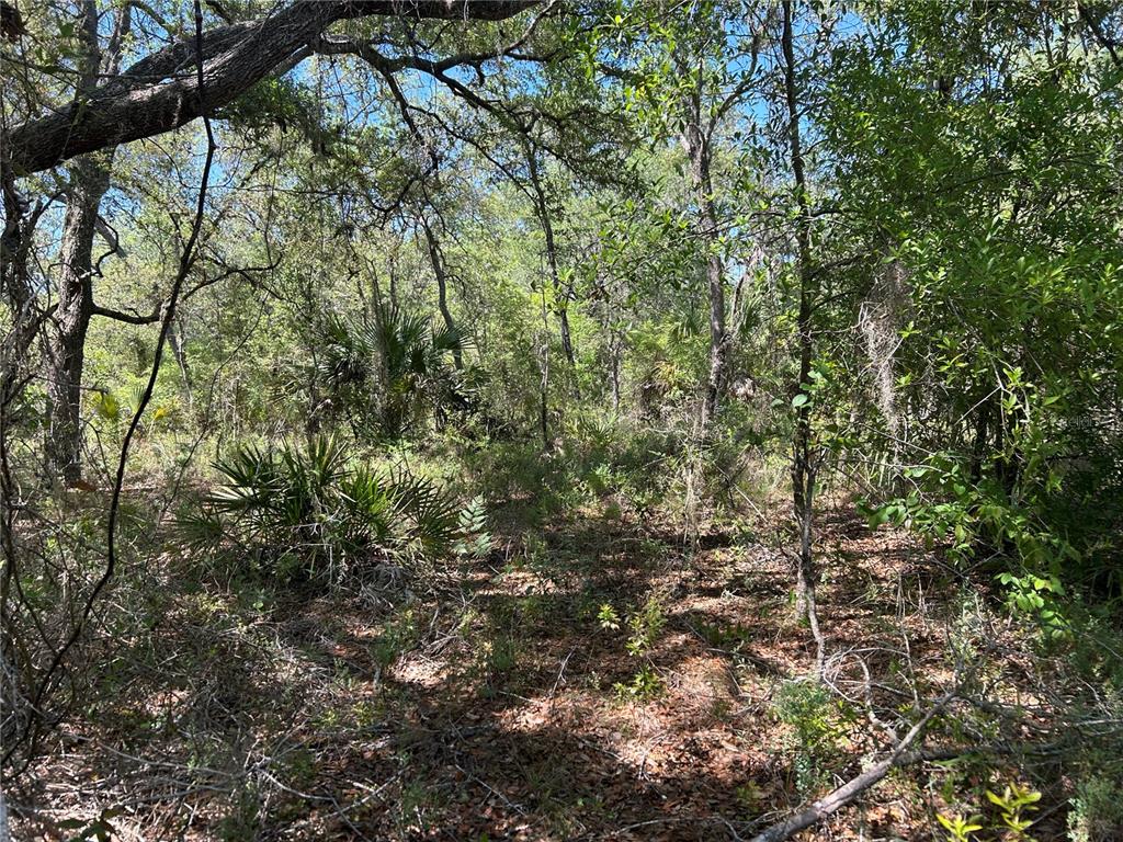 TBD SE 62ND, MORRISTON, FL — photo 2 of 8