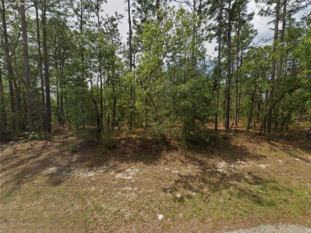 A wooded lot with tall pine trees and sandy ground under a cloudy sky — 1022 W CARY DRIVE, CITRUS SPRINGS, FL