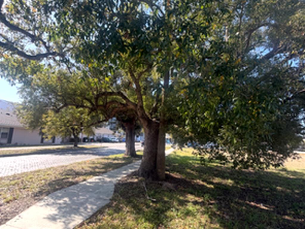 A large, mature tree with a thick trunk stands beside a concrete sidewalk — 1802 N MITCHELL AVENUE, TAMPA, FL