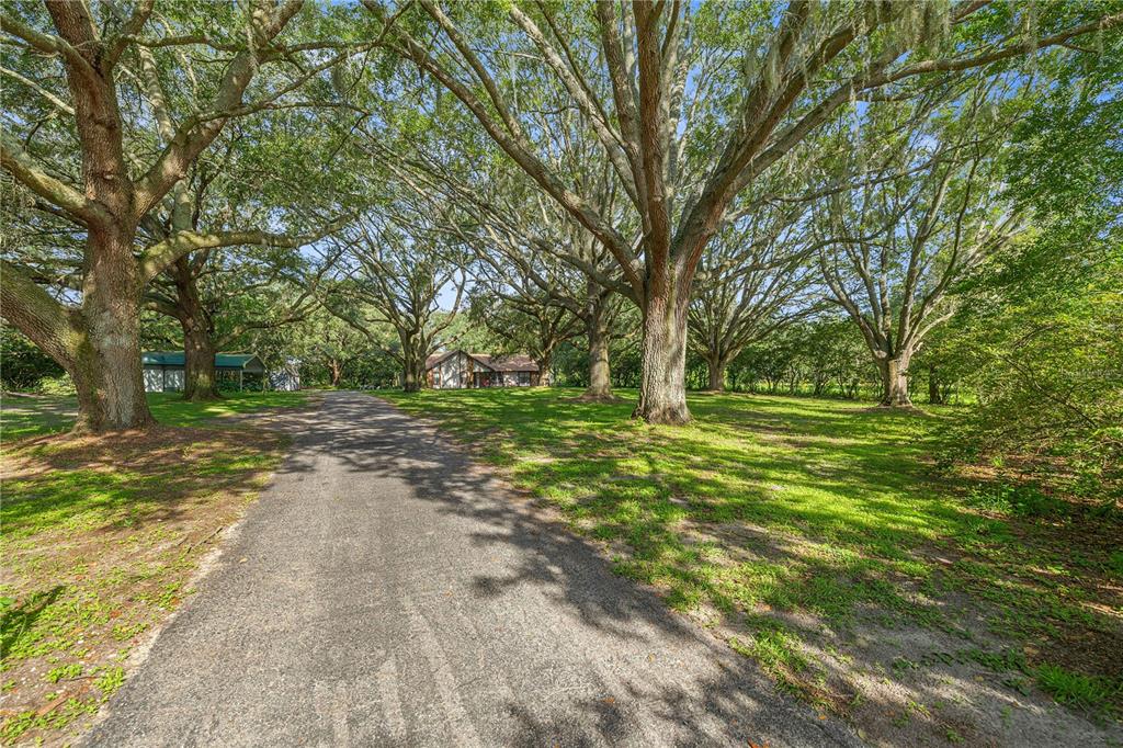 A paved driveway leads toward a house shaded by many large, mature oak trees — 16250 SW 20TH AVENUE ROAD, OCALA, FL