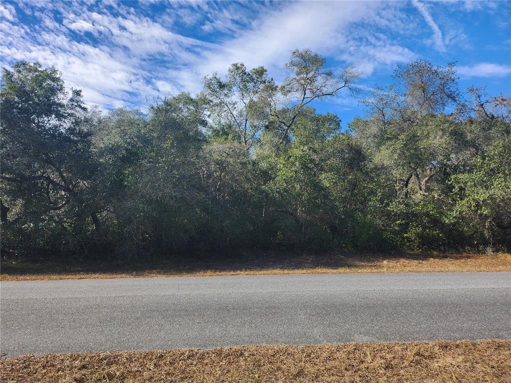 A paved road runs in front of a densely wooded lot under a blue sky — TBD SW 29 TERRACE ROAD, OCALA, FL