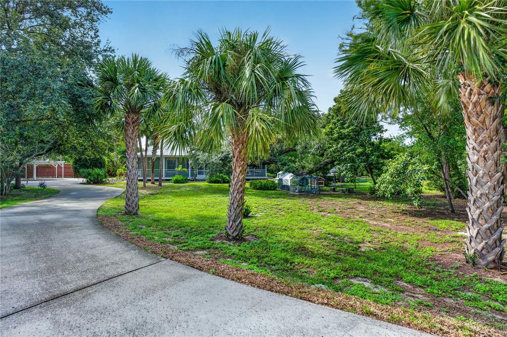 A concrete driveway leads toward a house surrounded by palm trees and a grassy yard — 207 N LEVIS AVENUE, TARPON SPRINGS, FL