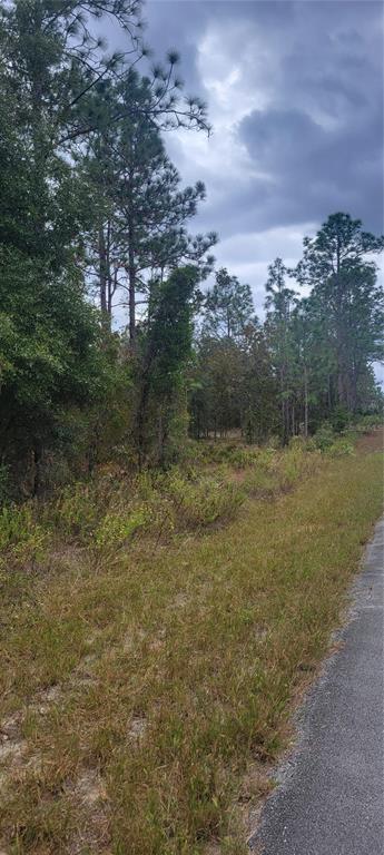 A paved road runs alongside a wooded lot with tall pine trees and grassy vegetation — 0 SW ARROW LEAF TRAIL, DUNNELLON, FL