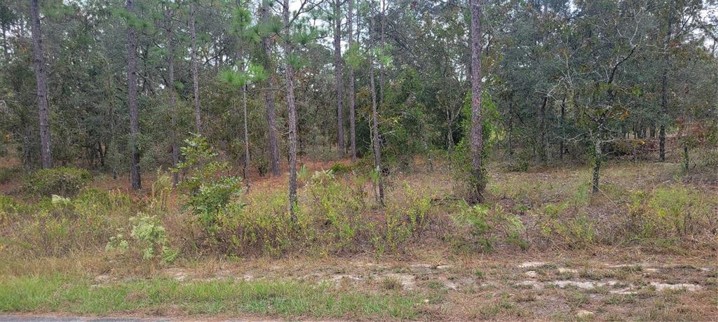 A wooded, undeveloped lot with pine trees and low-lying brush viewed from a roadside — 0 SW ARROW LEAF TRAIL, DUNNELLON, FL