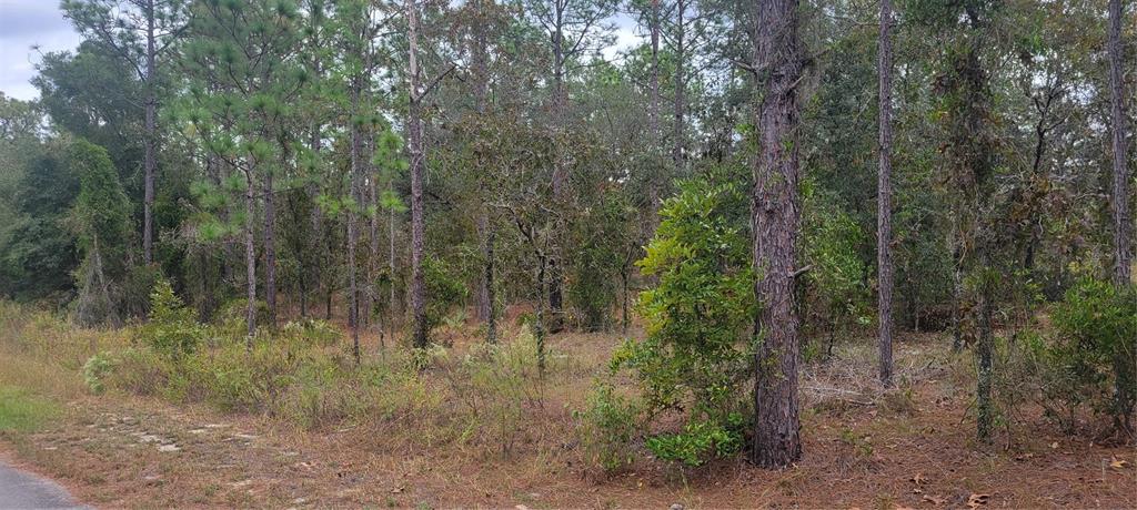 A wooded, undeveloped lot with pine trees and low-lying brush along a paved road — 0 SW ARROW LEAF TRAIL, DUNNELLON, FL