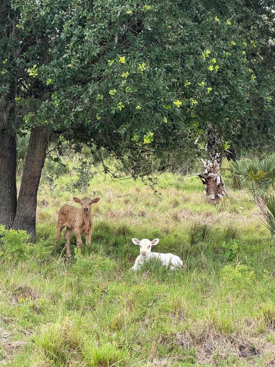 A brown calf stands and a white calf lies in a grassy, tree-shaded pasture — 0 Co Rd 832, Clewiston FL 33440, CLEWISTON, FL