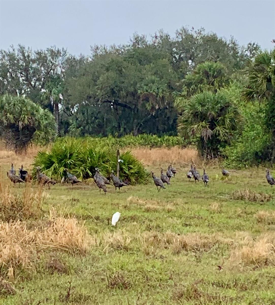 A flock of wild turkeys and a white egret forage in a grassy field — 0 Co Rd 832, Clewiston FL 33440, CLEWISTON, FL