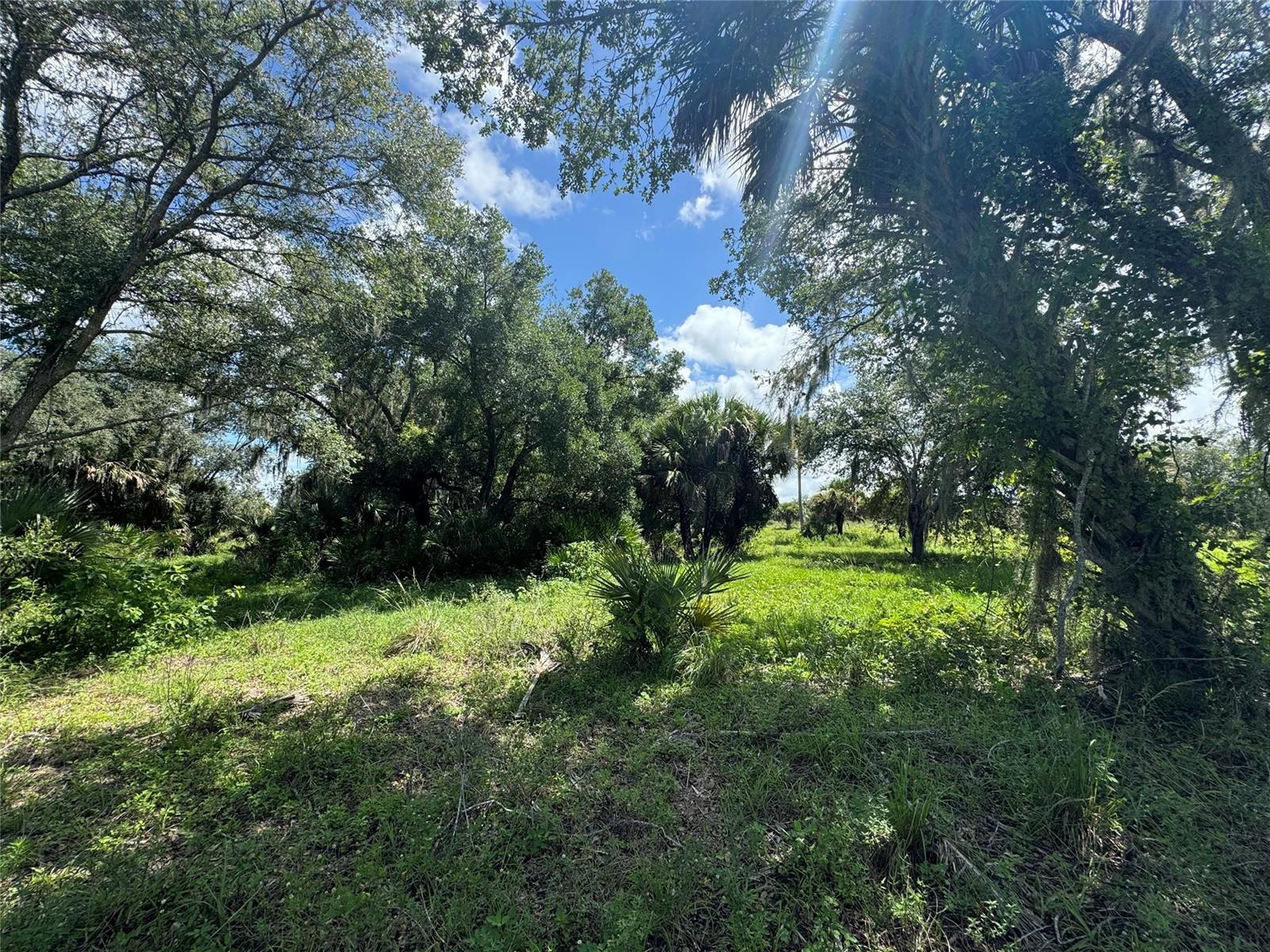 A grassy, sunlit lot is surrounded by mature trees and native Florida vegetation — 0 Co Rd 832, Clewiston FL 33440, CLEWISTON, FL