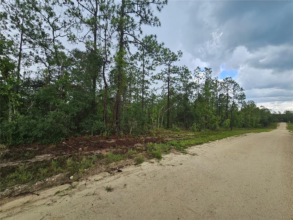 A dirt road runs alongside a wooded lot with tall pine trees under a cloudy sky — 231 SE 146TH TERRACE, WILLISTON, FL